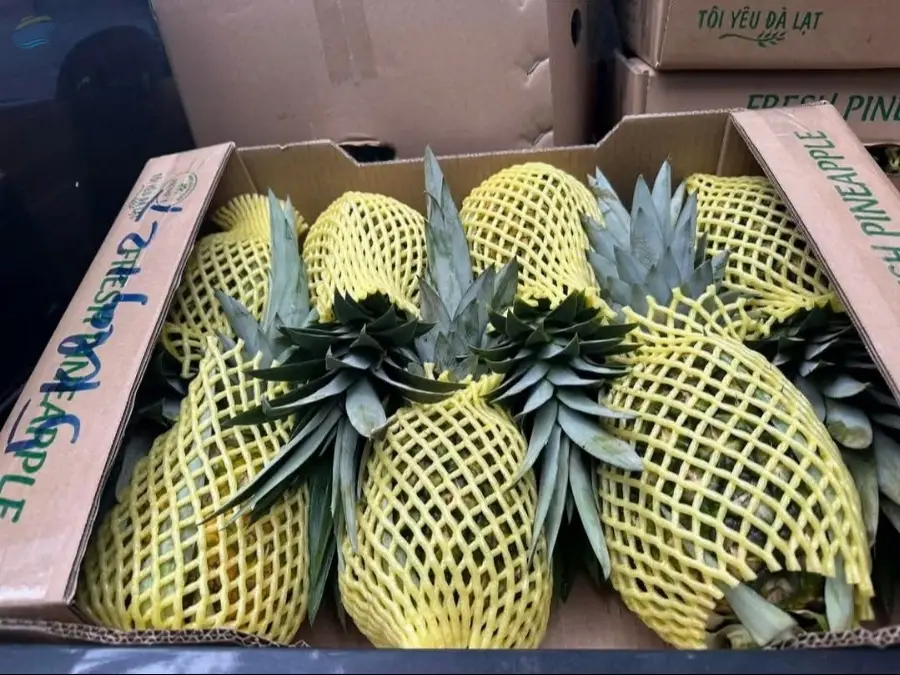 Fresh Pineapple