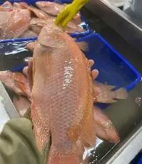 Frozen Red Tilapia