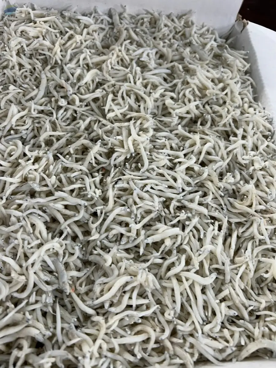 Frozen Chirimen Fish