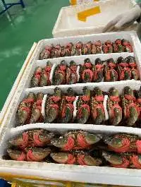 Frozen Crab