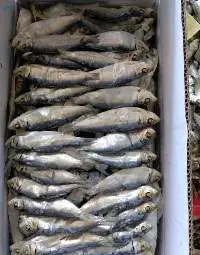 Dried Herring Fish