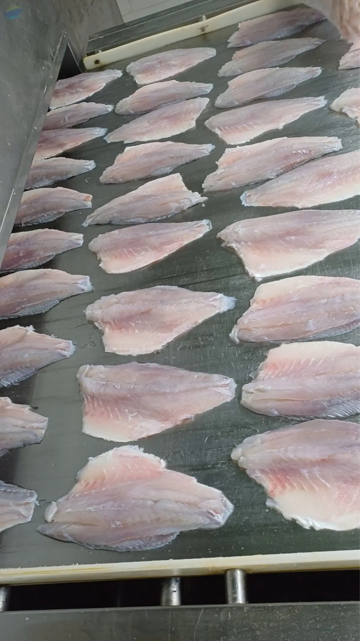 Frozen Barramundi Fillet