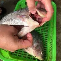 Frozen Tilapia