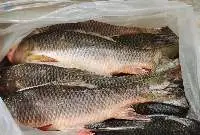 Frozen Rohu Fish