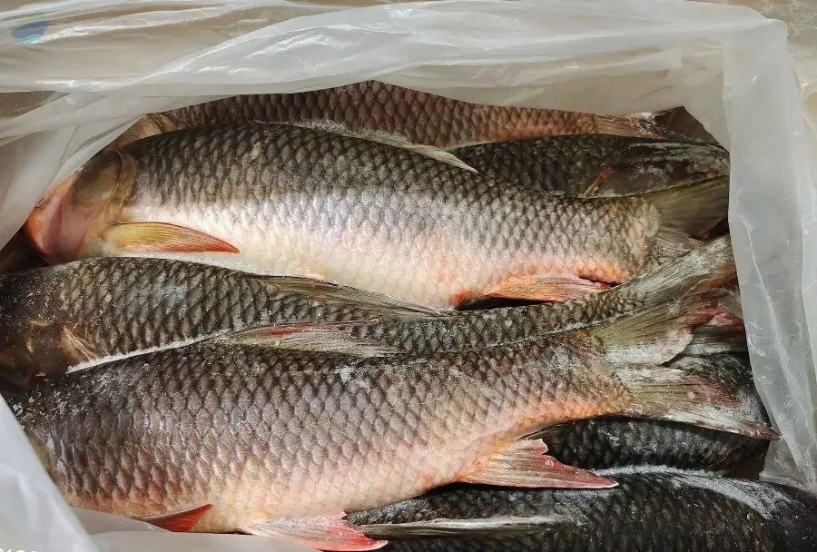 Frozen Rohu Fish