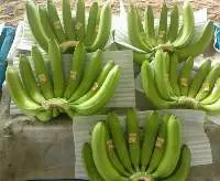Fresh Banana