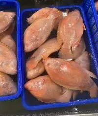 Frozen Red Tilapia Fish