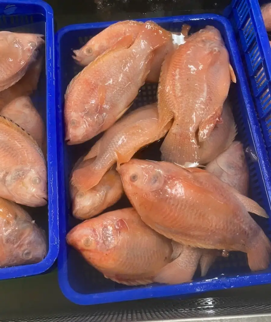 Frozen Red Tilapia Fish