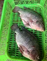 Perch