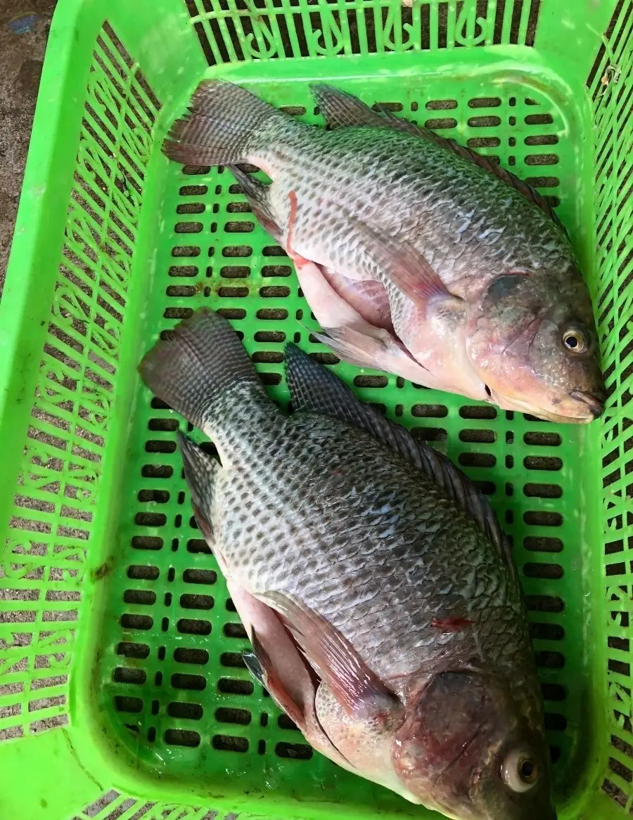 Perch
