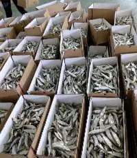 Dried herring fish