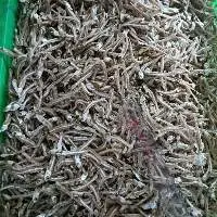 Dried Anchovy Fish