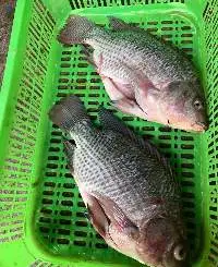 Frozen Perch