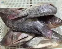 Frozen Perch