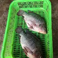 Frozen Perch