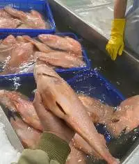 Tilapia