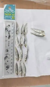 Dried Herring Fish