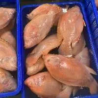 Tilapia