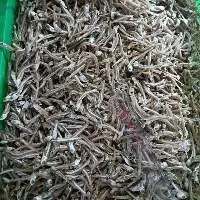 Dried Anchovy Fish