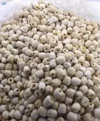 Lotus Seeds