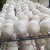 Fresh Coconut