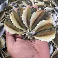 Goldfish
