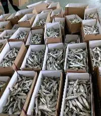 Dried herring fish