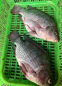 Perch