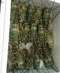 Lobster