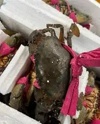 Crab