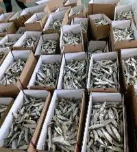 Dried Herring Fish