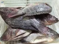 Perch