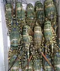 lobster