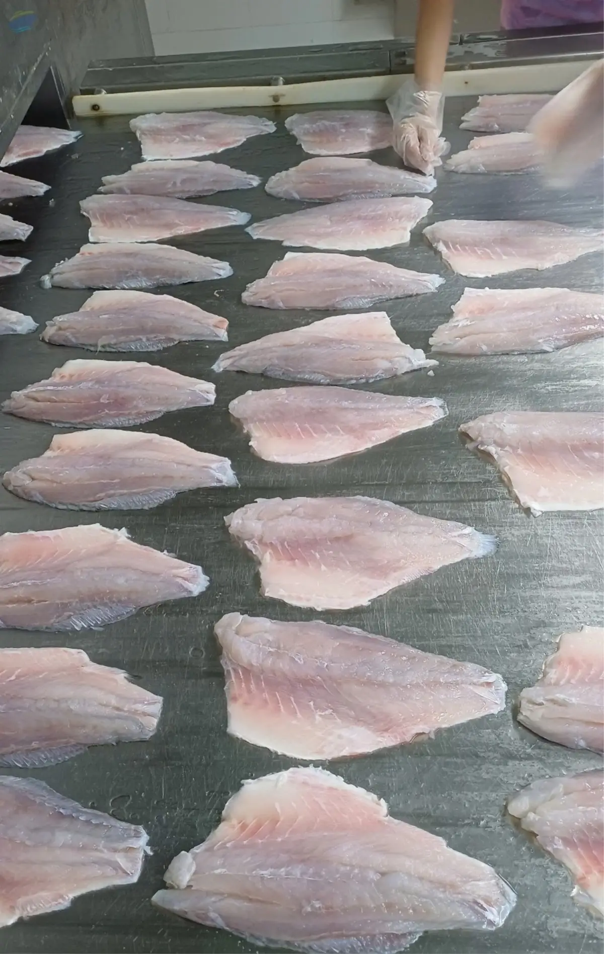 Sea Bass Fillet
