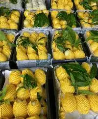 Fresh Mango