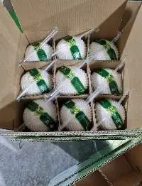Coconut