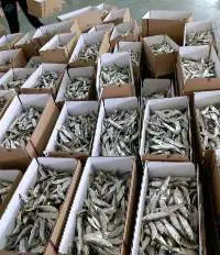 Dried Herring Fish