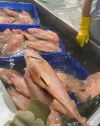 Tilapia
