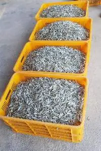 Dried Anchovy Fish