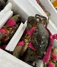 Crab