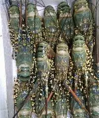 Lobster