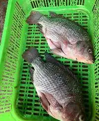 Frozen Perch
