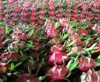 Dragon Fruit