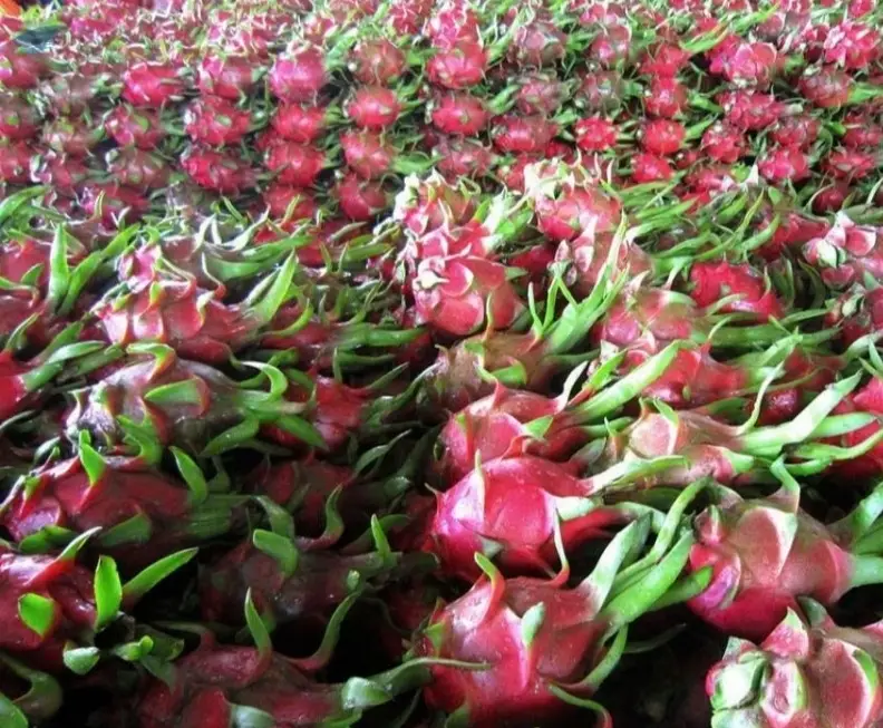 Dragon Fruit