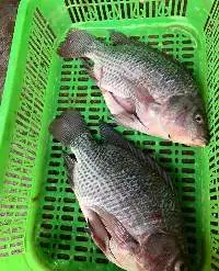 Perch