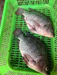 Perch