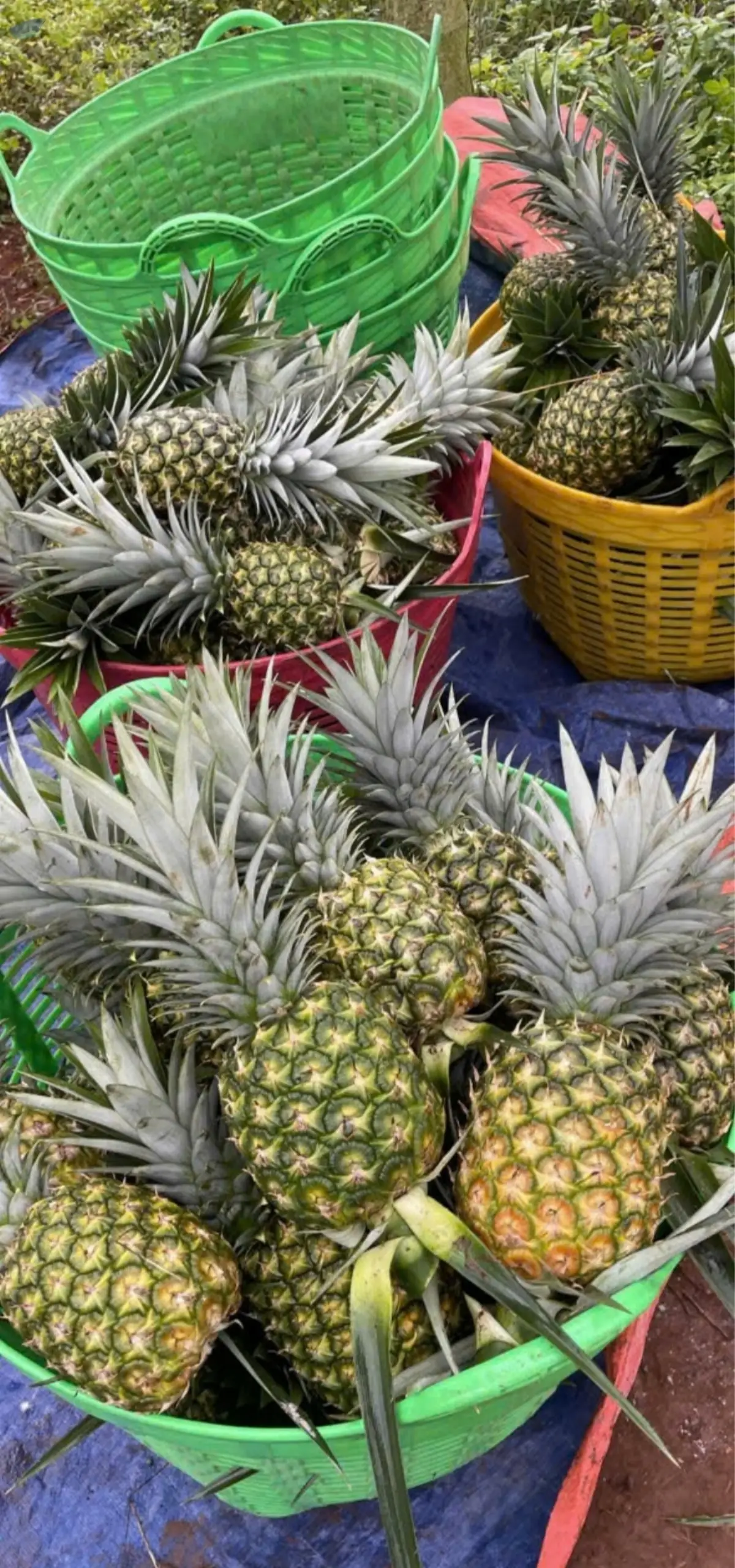 Pineapple