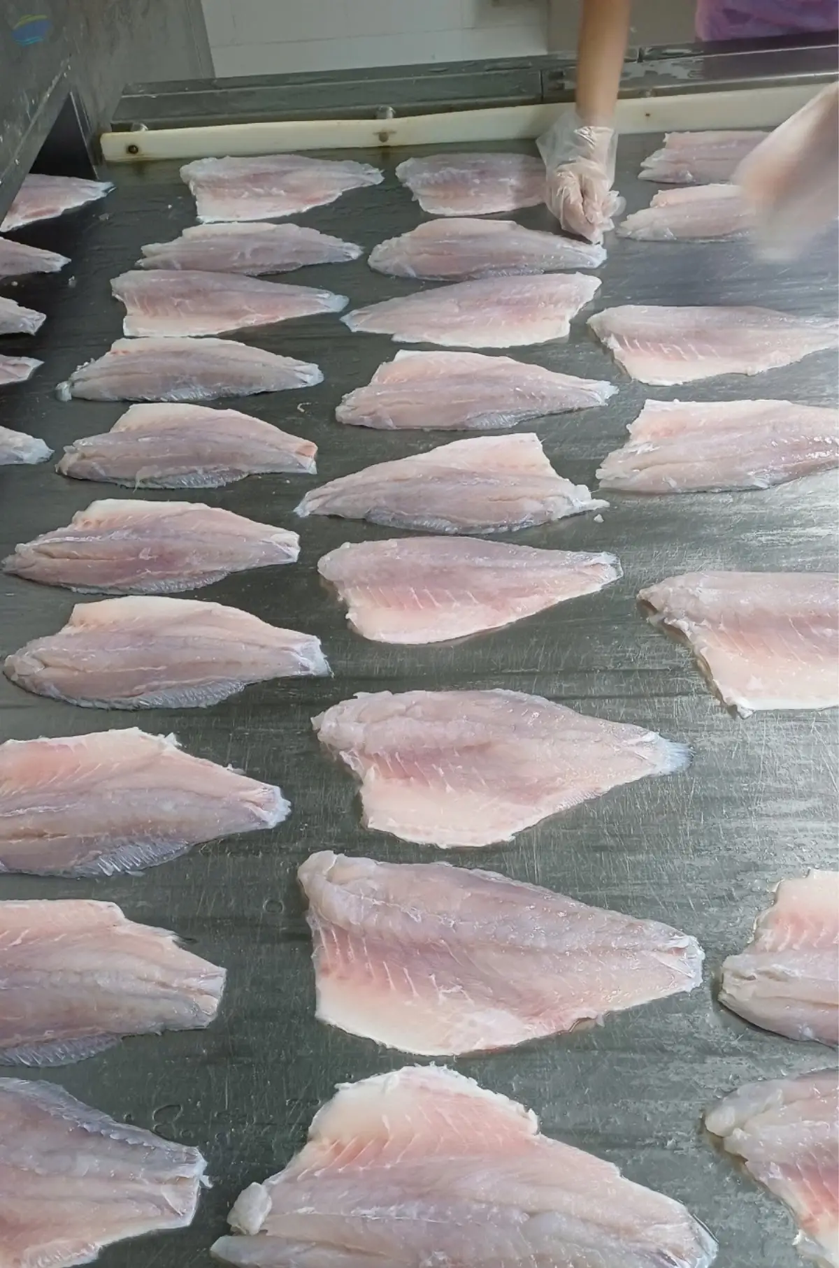 Sea Bass