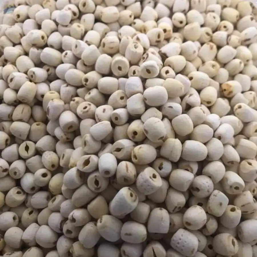 Lotus Seeds
