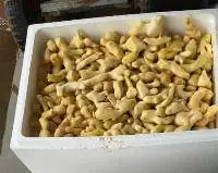 Frozen Ginger